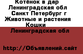 Котёнок в дар! - Ленинградская обл., Санкт-Петербург г. Животные и растения » Кошки   . Ленинградская обл.